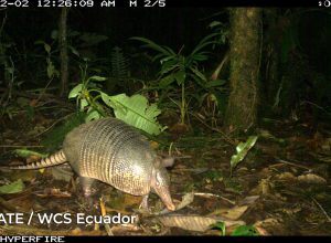 jaguar-habitat-amazonia-60-27
