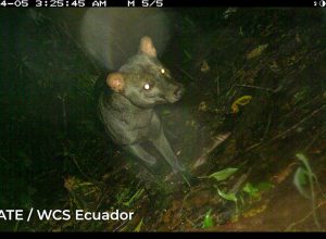 paisaje-jaguar-ecuador-81-270